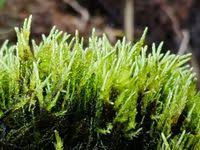 Attēlu rezultāti vaicājumam “Straminergon stramineum”