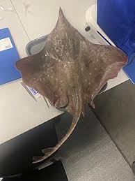 Image result for Dipturus batis