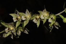 Attēlu rezultāti vaicājumam “Epipactis helleborine flower”