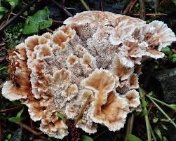 Attēlu rezultāti vaicājumam “Abortiporus biennis”