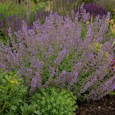 Attēlu rezultāti vaicājumam “Nepeta x faassenii”