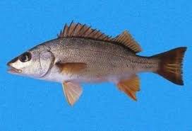 Image result for Pomadasys commersonnii