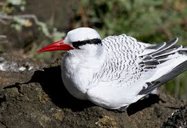 Image result for Phaethon aethereus