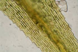 Attēlu rezultāti vaicājumam “Philonotis sporophyte”