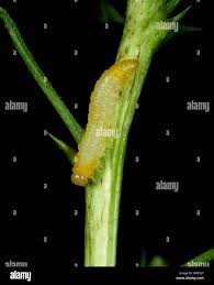 Attēlu rezultāti vaicājumam “Nematus ribesii”