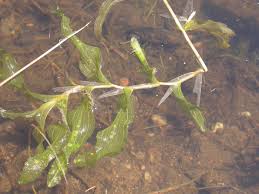 Attēlu rezultāti vaicājumam “Potamogeton praelongus”