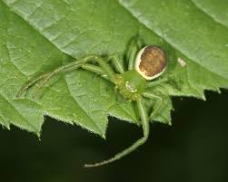 Attēlu rezultāti vaicājumam “Diaea dorsata”
