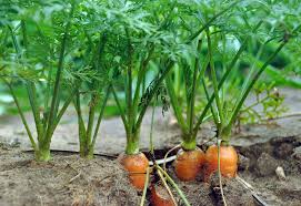 Image result for Daucus carota