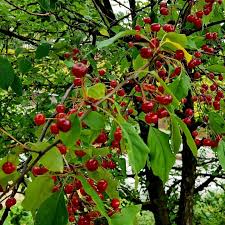 Attēlu rezultāti vaicājumam “Cerasus”