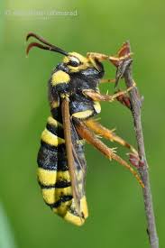 Attēlu rezultāti vaicājumam “Sesia apiformis”
