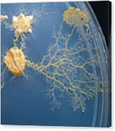 Attēlu rezultāti vaicājumam “Physarum nitens sessile”