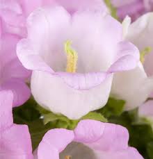 Image result for Marienglockenblumen