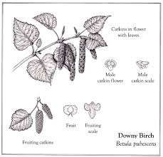 Attēlu rezultāti vaicājumam “Betula pubescens flower”