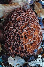 Image result for Podoscypha multizonata