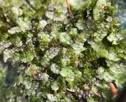 Attēlu rezultāti vaicājumam “Calypogeia”