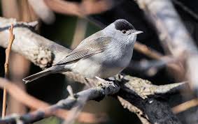 Attēlu rezultāti vaicājumam “Sylvia atricapilla”