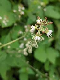 Attēlu rezultāti vaicājumam “Circaea lutetiana bud”