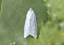 Attēlu rezultāti vaicājumam “Eana argentana”