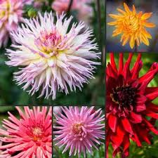 Image result for Dahlia x pinnata `Decorative Giants`