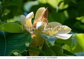 Attēlu rezultāti vaicājumam “Magnolia acuminata bud”