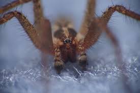 Attēlu rezultāti vaicājumam “Agelenidae”