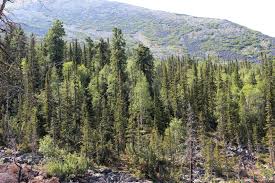 Attēlu rezultāti vaicājumam “Abies sibirica”