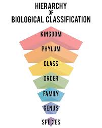 Image result for genus