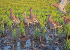 Image result for Numenius tenuirostris