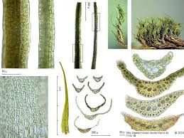 Attēlu rezultāti vaicājumam “Dicranum viride”