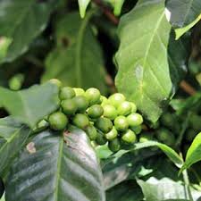 Attēlu rezultāti vaicājumam “Rubiaceae”