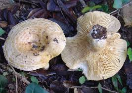 Attēlu rezultāti vaicājumam “Lactarius”