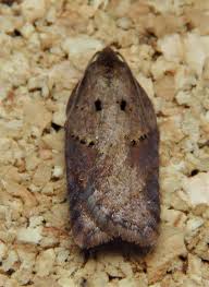 Attēlu rezultāti vaicājumam “Acleris bergmanniana”