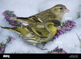 Attēlu rezultāti vaicājumam “Carduelis spinus male”