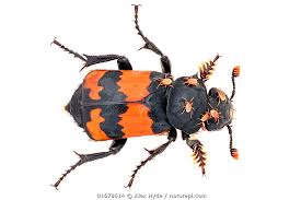 Attēlu rezultāti vaicājumam “Nicrophorus investigator”