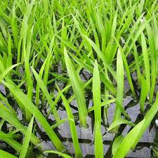 Attēlu rezultāti vaicājumam “Stratiotes aloides”