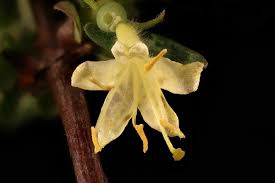 Attēlu rezultāti vaicājumam “Lonicera caerulea var. pallasii flower”