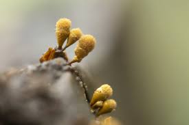 Attēlu rezultāti vaicājumam “Hemitrichia calyculata”