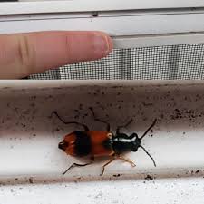 Attēlu rezultāti vaicājumam “Anthocomus fasciatus”