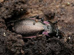 Attēlu rezultāti vaicājumam “Carabus nemoralis”