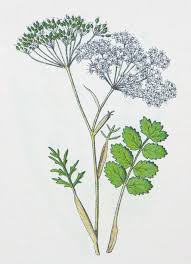 Image result for Pimpinella saxifraga