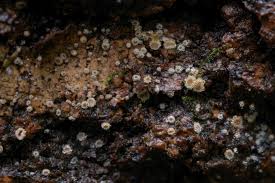 Attēlu rezultāti vaicājumam “Lachnum corticale”