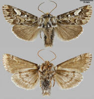 Attēlu rezultāti vaicājumam “Panolis flammea”