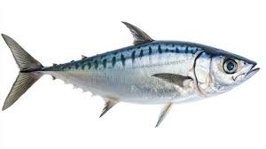 Image result for Sarda sarda