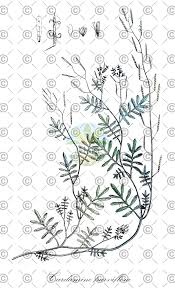 Attēlu rezultāti vaicājumam “Cardamine impatiens fruit”