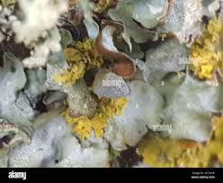 Attēlu rezultāti vaicājumam “Pleurosticta acetabulum”