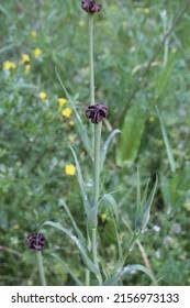 Attēlu rezultāti vaicājumam “Microbotryum tragopogonis - pratensis”