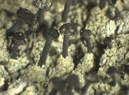 Attēlu rezultāti vaicājumam “Calicium viride”