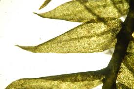 Attēlu rezultāti vaicājumam “Sphagnum riparium”