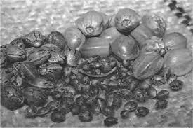 Attēlu rezultāti vaicājumam “Cannabis sativa fruit”