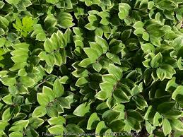 Attēlu rezultāti vaicājumam “Polygonatum odoratum leaf”